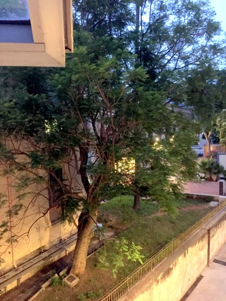 02_JakarandaBolnicka