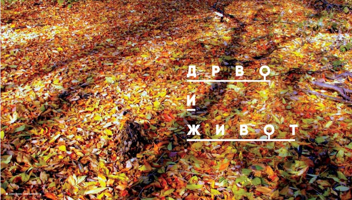 Drvo te gleda&nbsp;(3)