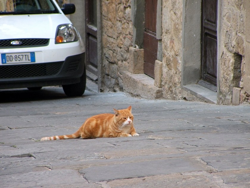 Voltera: Macak Volter, 17. Sept. 2007