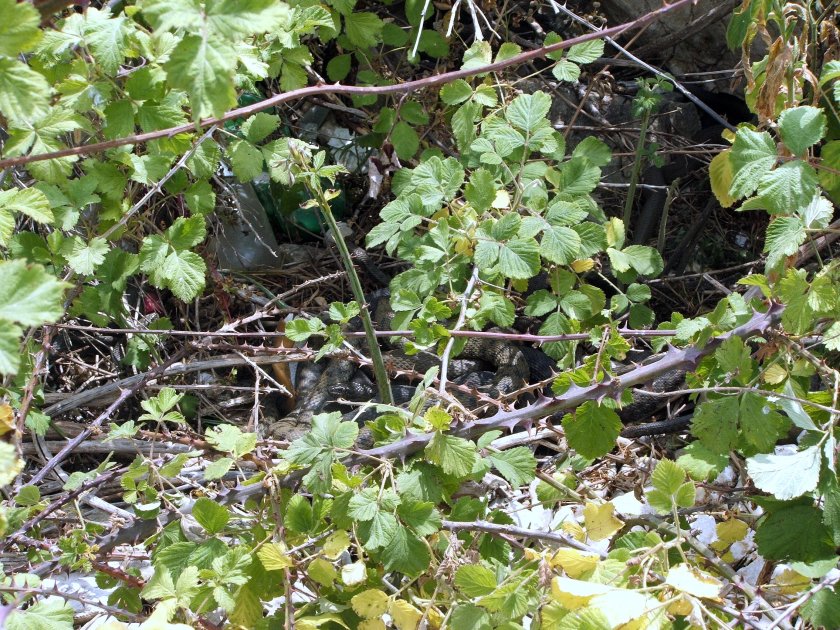 Prespansko jezero: Golem grad - Resen: Stenje 4. juna 2008. ribarice.