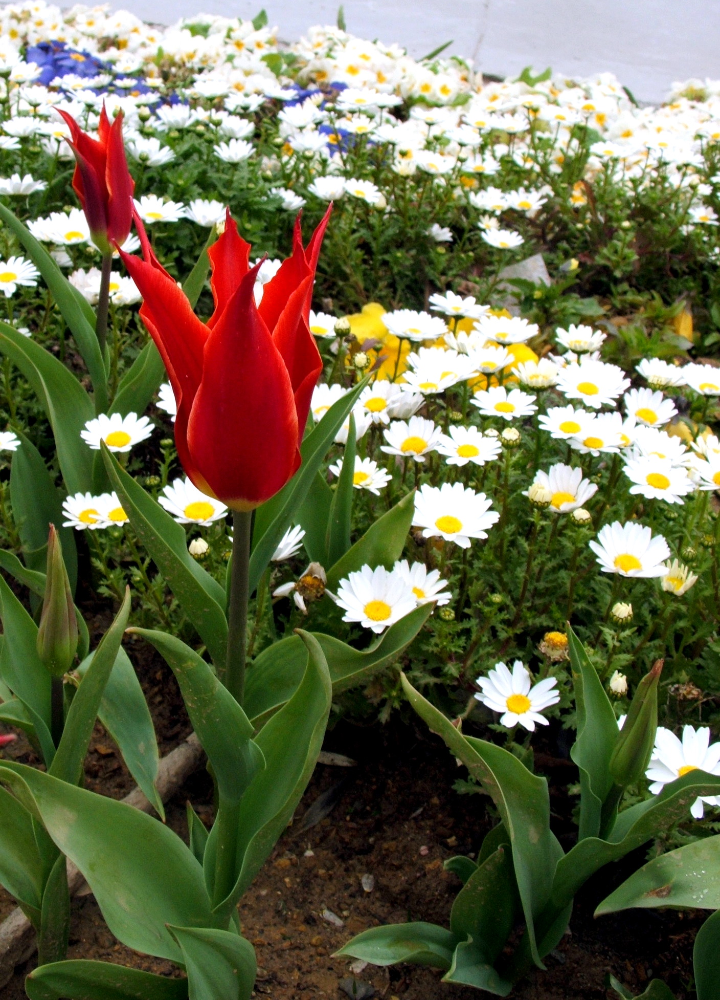 Saraj Dolmabahce 31Mar2010