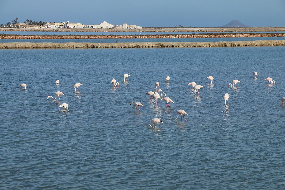 Flamingos_at_les_de_salinas_by_san_pedro_del_pinatar_by_marmenor_in_southern_spain_2016_b