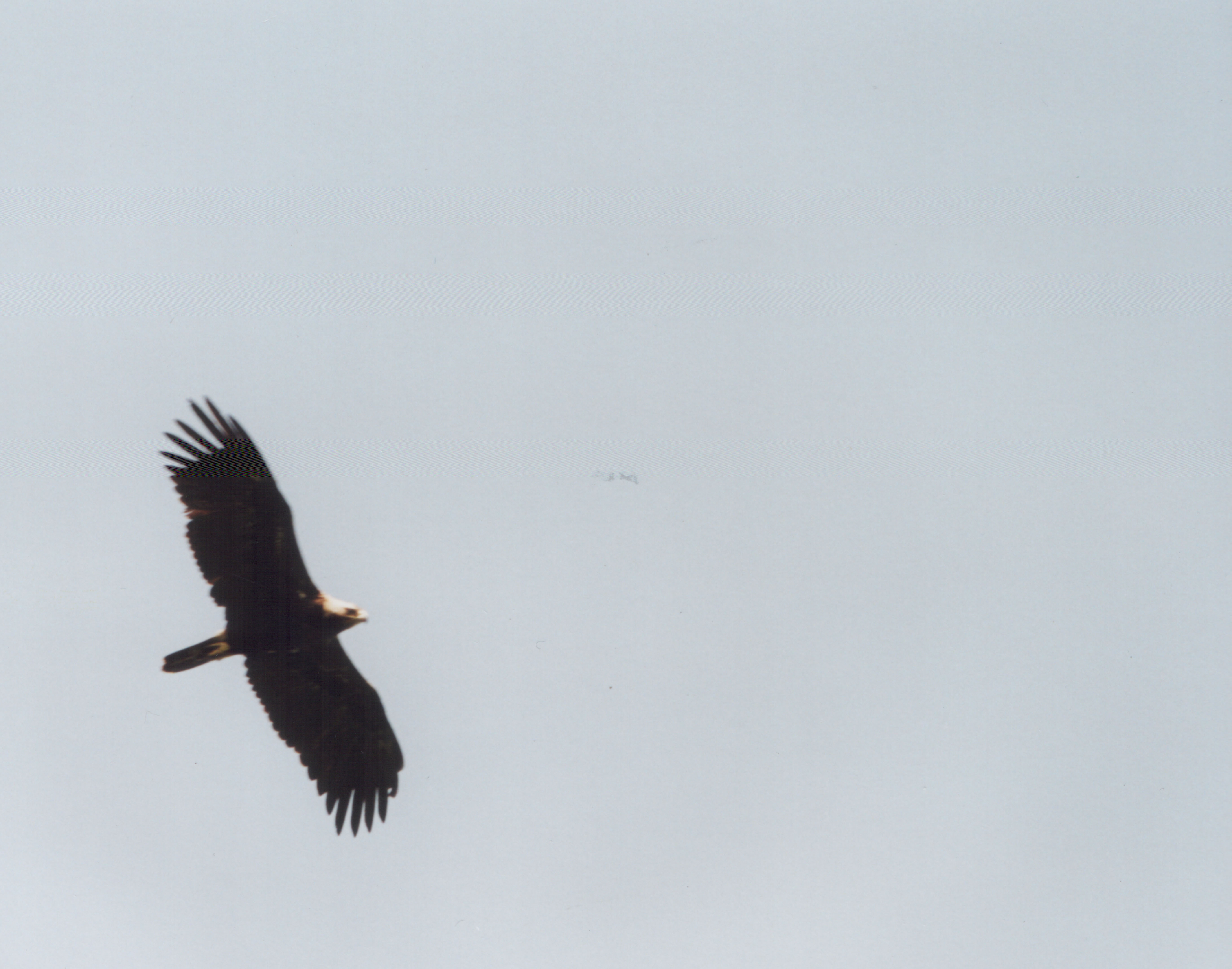 GrubFruskaULetu1podloga