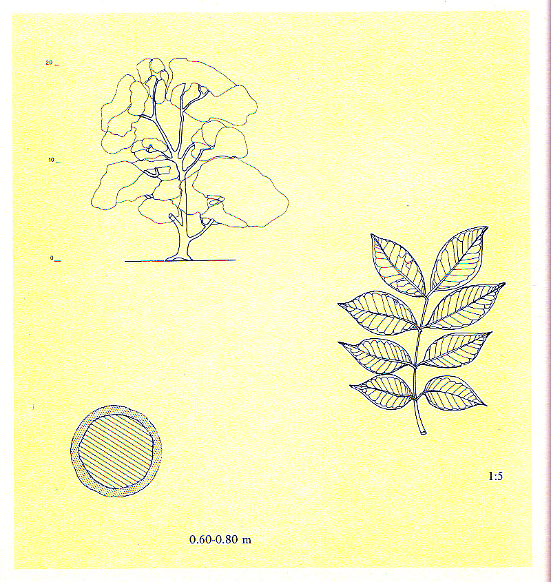 IvanaGolubovićAfzelia africana