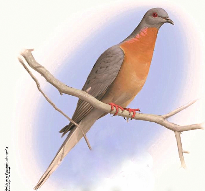 Bi golub selac (prošlo svršeno&nbsp;vreme)