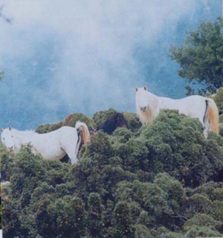 pelaski konjici na Enosu