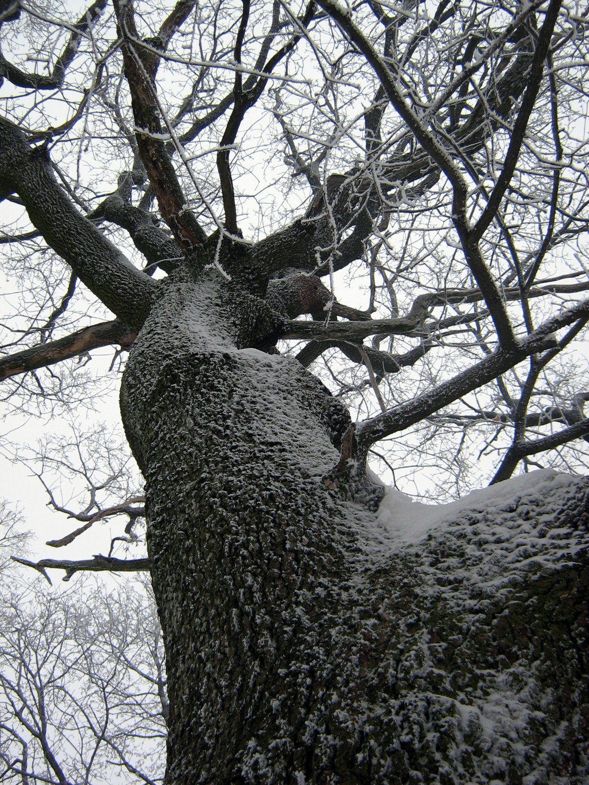 SilvanaSpasićDrvo2006