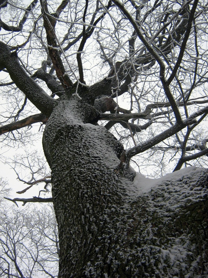 SilvanaSpasićDrvo2006