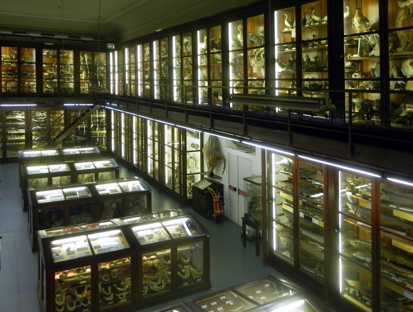 DoderleinPalermo13 106