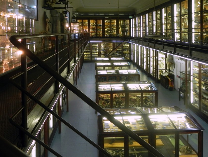 DoderleinPalermo13 107