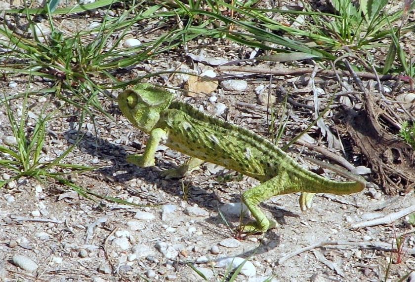 Antalya: Belek 26Mar2010: Kameleon