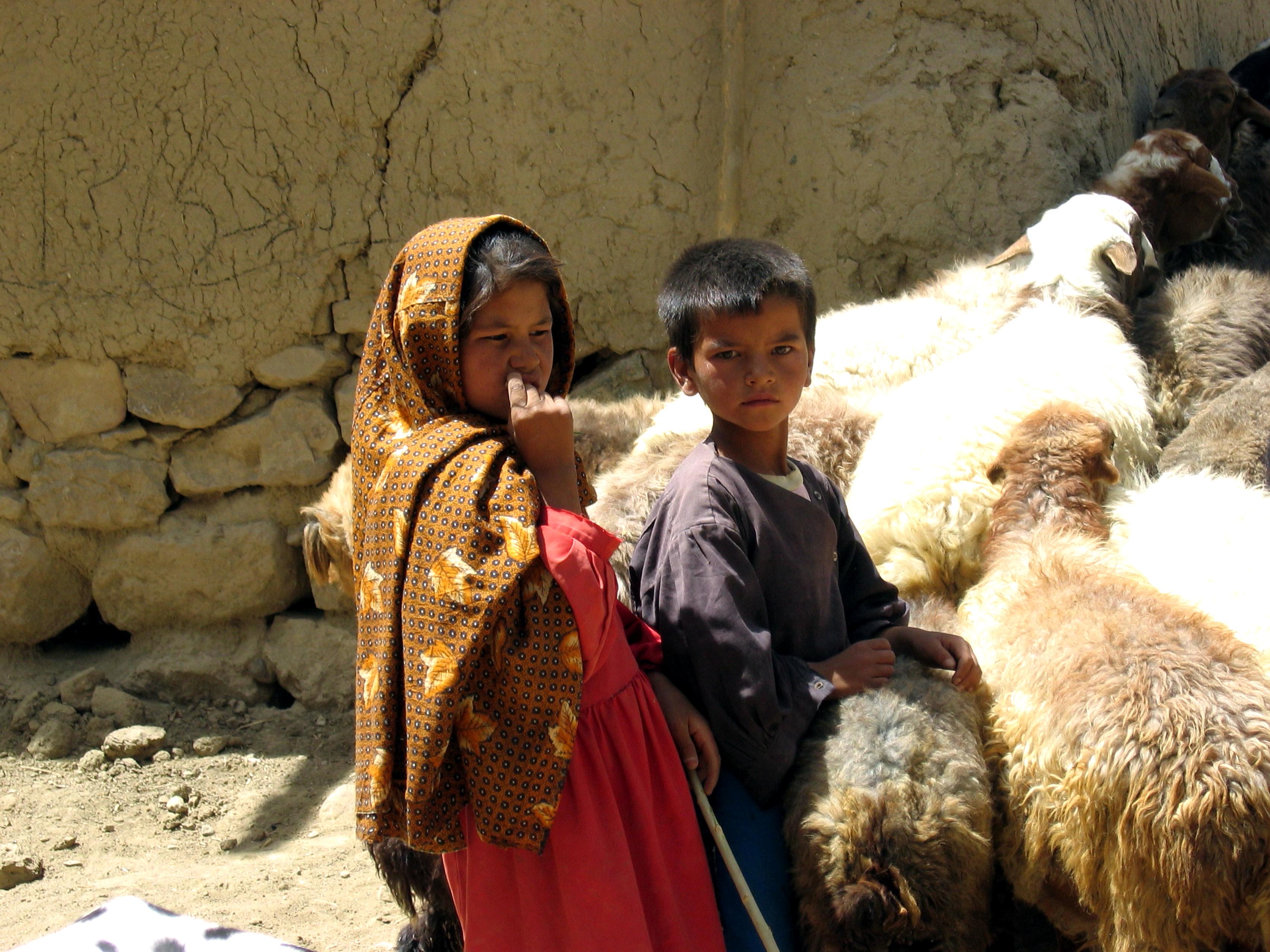Goat farming in afghanistan