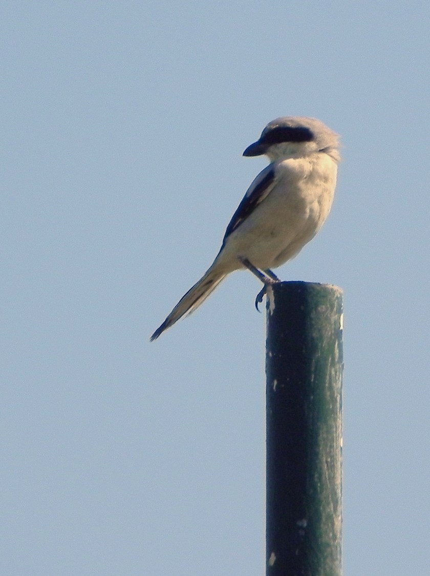 Mahdia: Mahdia Beach Hotel: veliki svracak