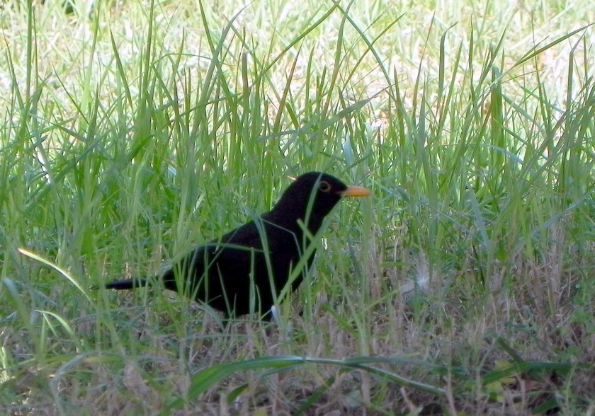 Mahdia: Mahdia Beach Hotel: kos
