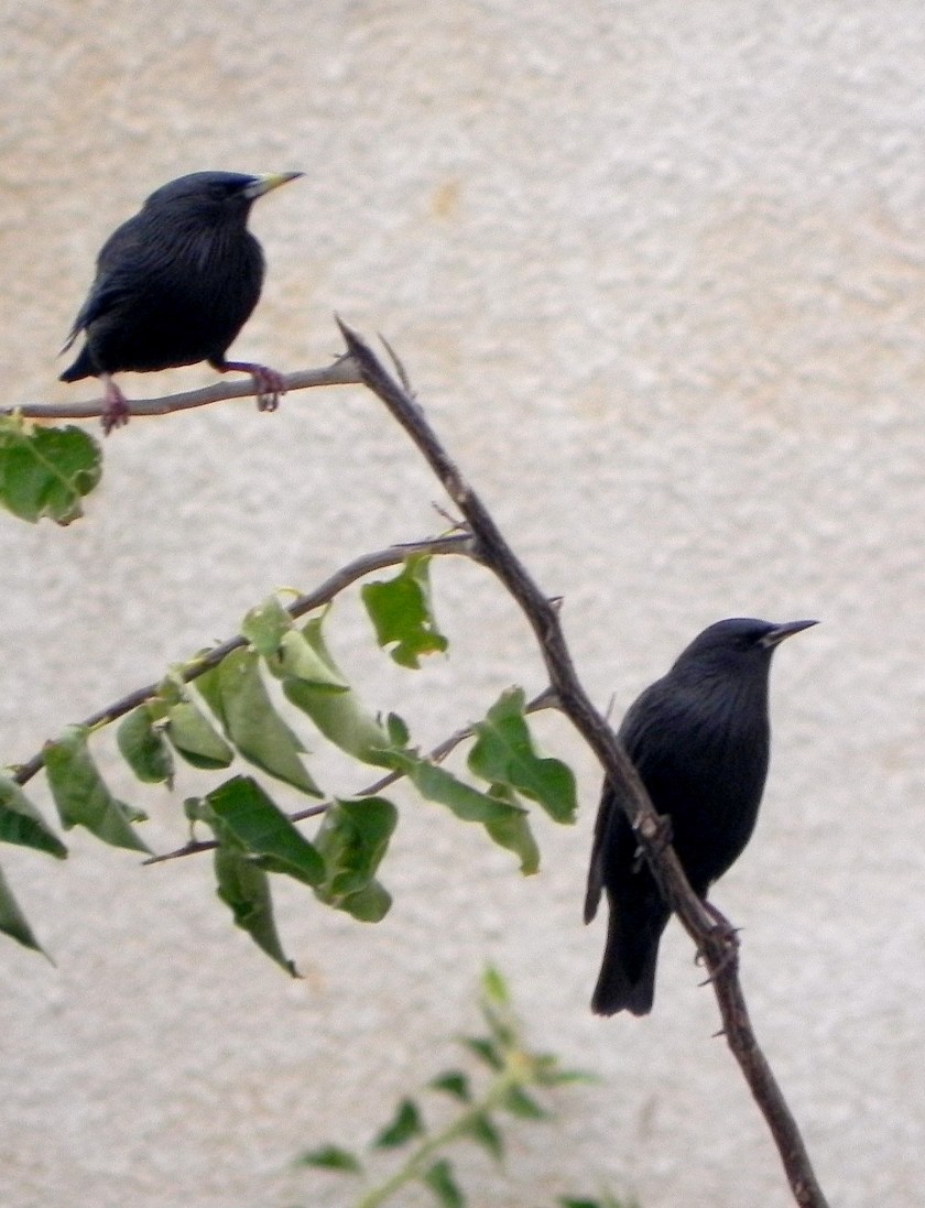 Mahdia: Mahdia Beach Hotel: jednobojci