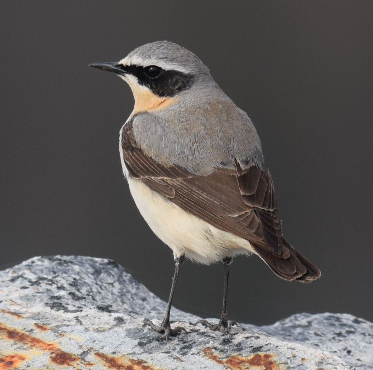 Oenanthe_oenanthe_Larvik