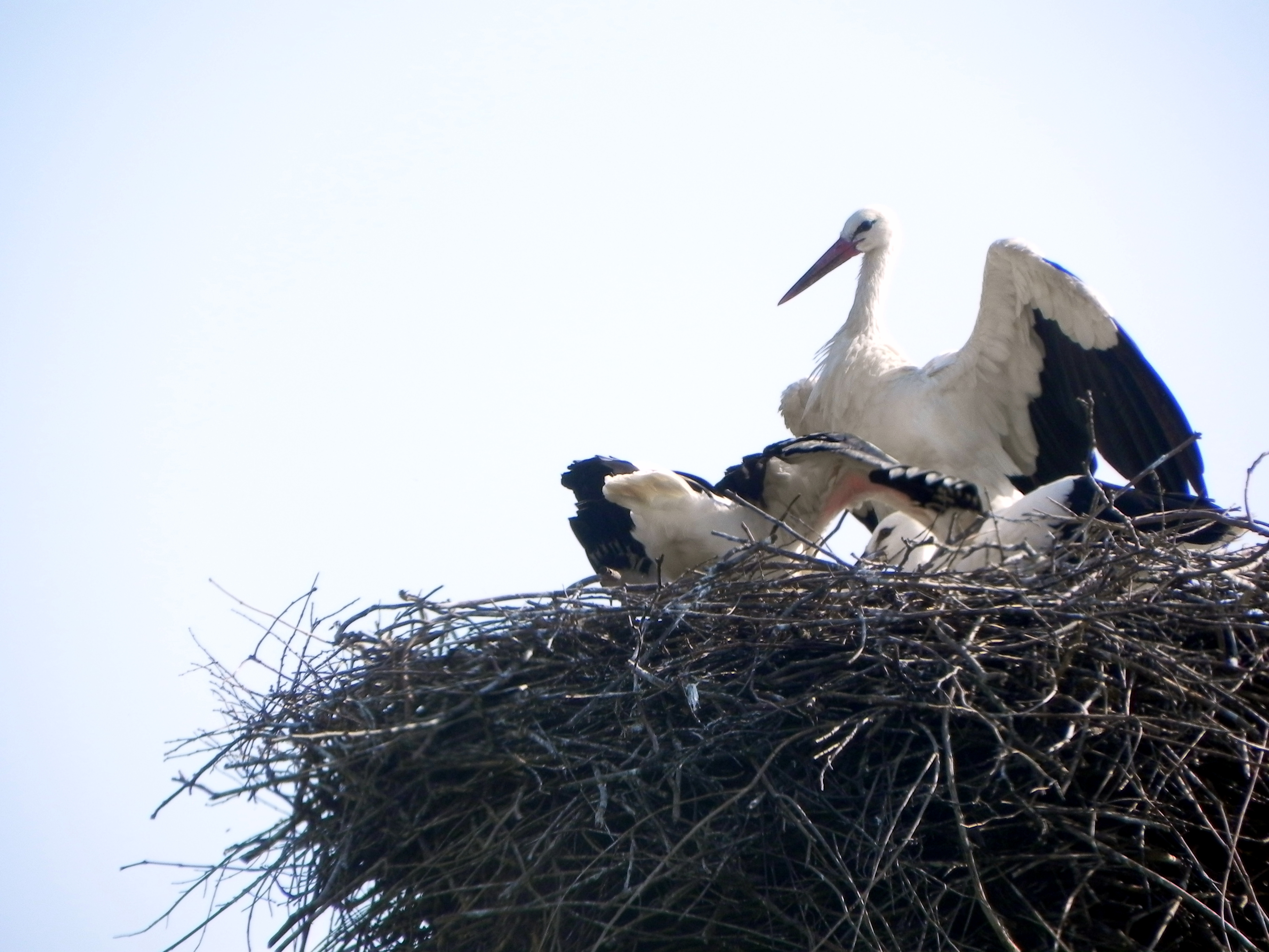 BraničevoPopisivanjeRoda 101