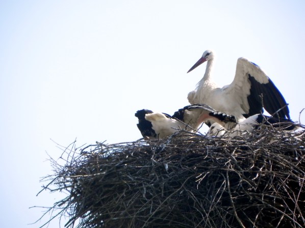 BraničevoPopisivanjeRoda 101