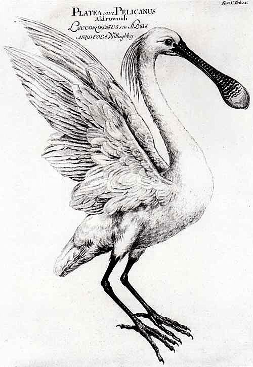 Platalea_Leucorodia_in_Danubius_Pannonico-Mysicus_1726_by_Marsigli