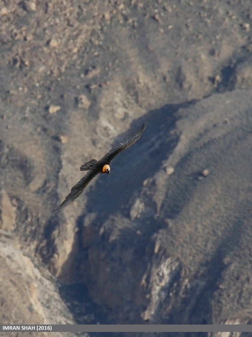 Lammergeier (Gypaetus barbatus)