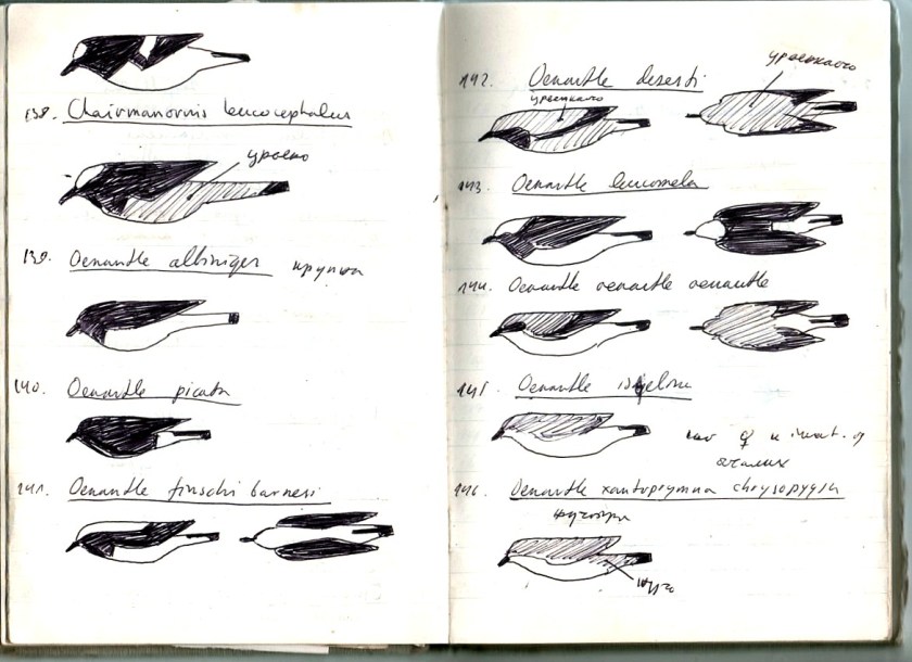 SivaSveska_beleskeBeloguze