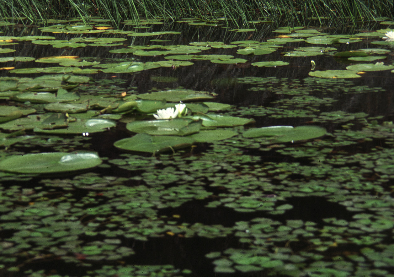 Lokvanji i Kasoranja-1