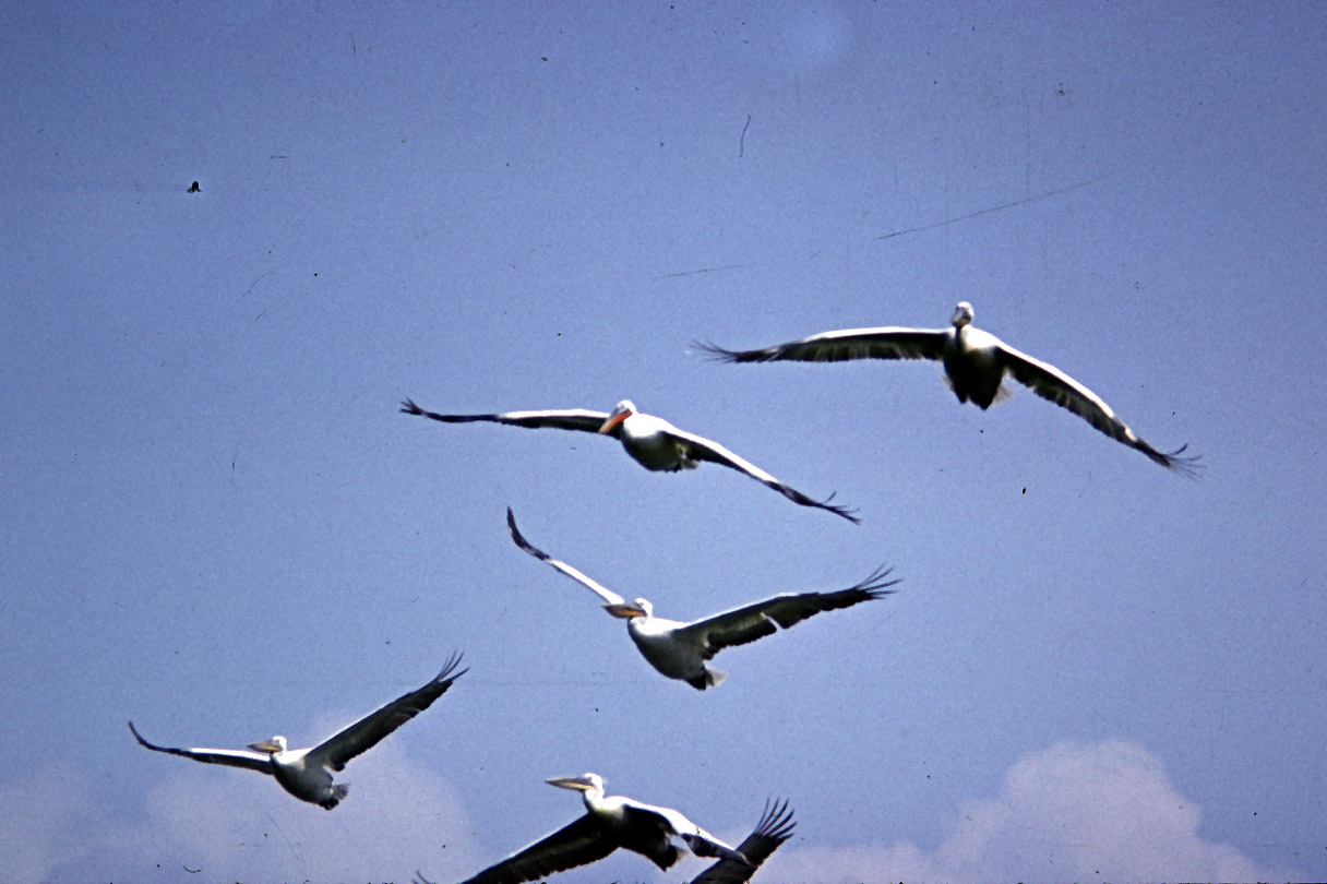 Pelecanus-3